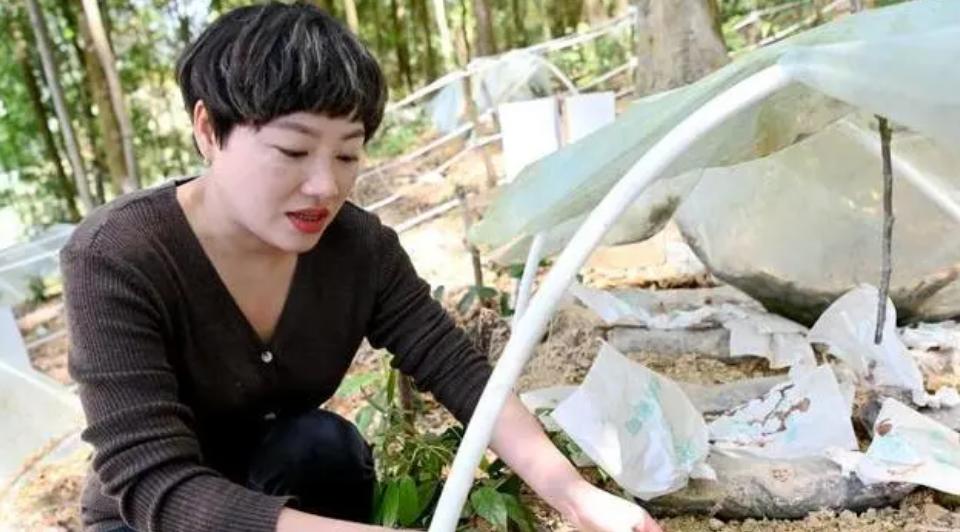 高山林下种植野生灵芝,林下种植的野生灵芝