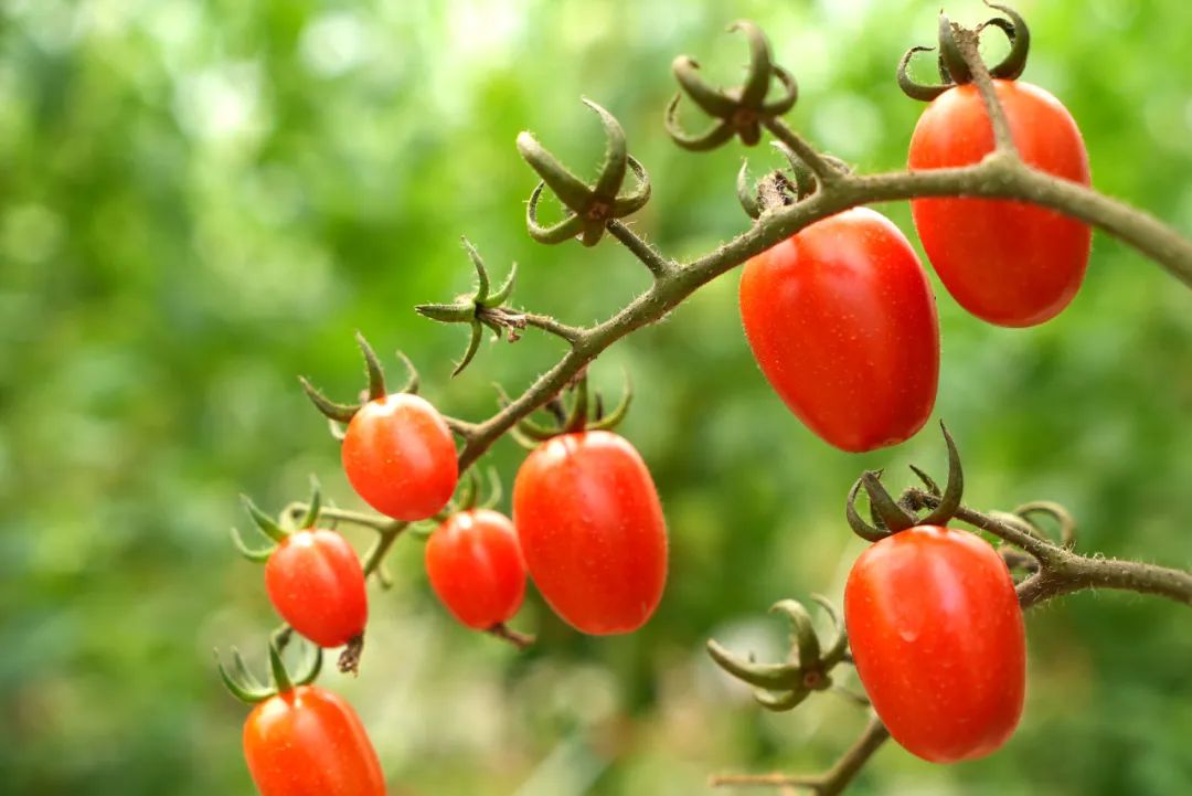 可可爱爱！华硕园里的“高颜值”小番茄成熟啦！