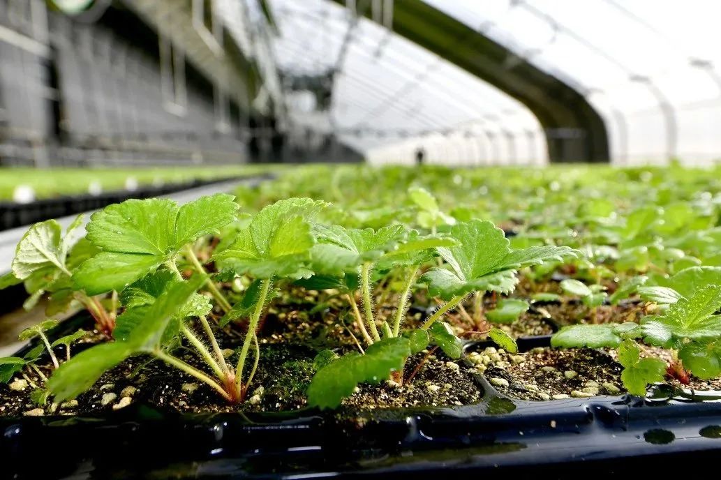 锚定高质量发展实现开门红,锚定目标不放松奋力夺取开门红