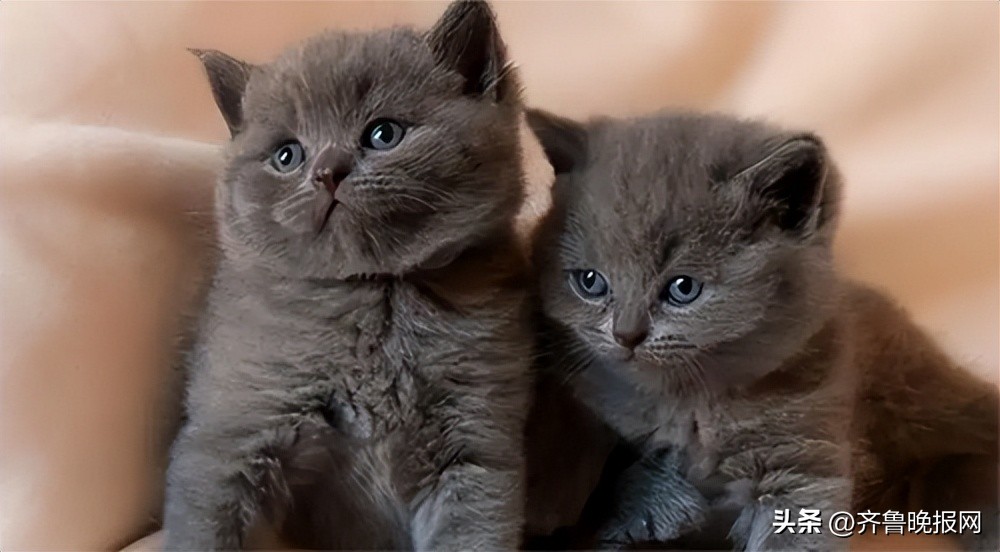 出现一只蟑螂代表家里很多蟑螂,家里有蟑螂怎么处理有最有效方法