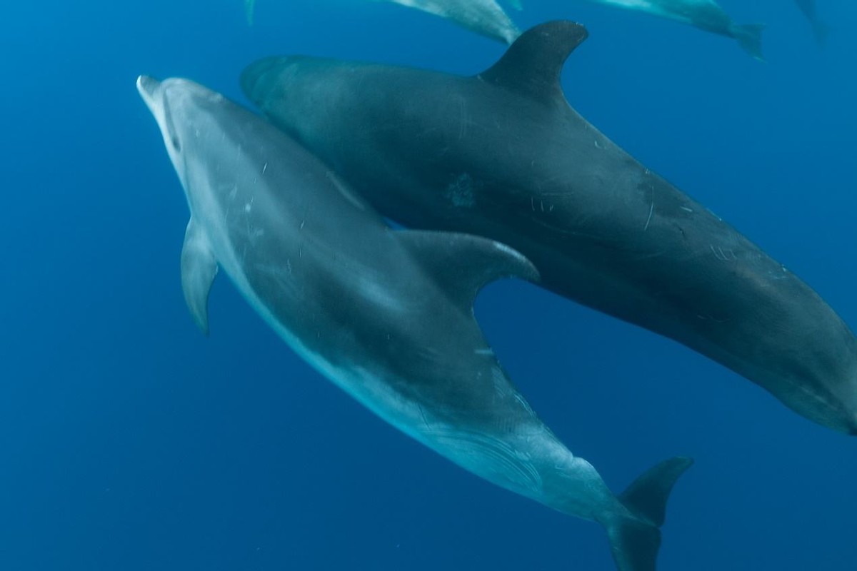 世界上仅存的3只，鲸豚兽是什么？跨越物种的爱情，打破生殖隔离