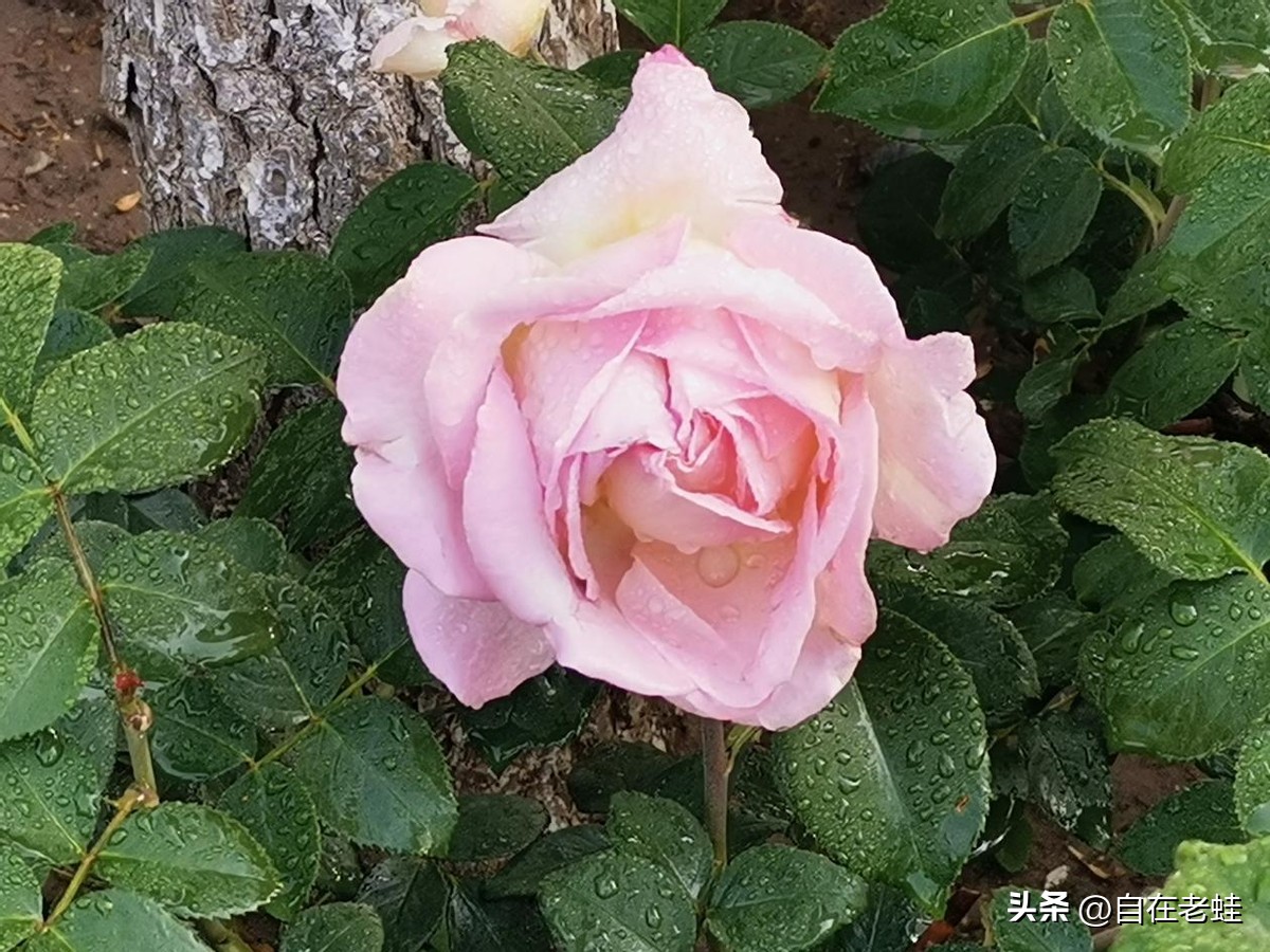 精进日课经典语录,每天日课的经典语录