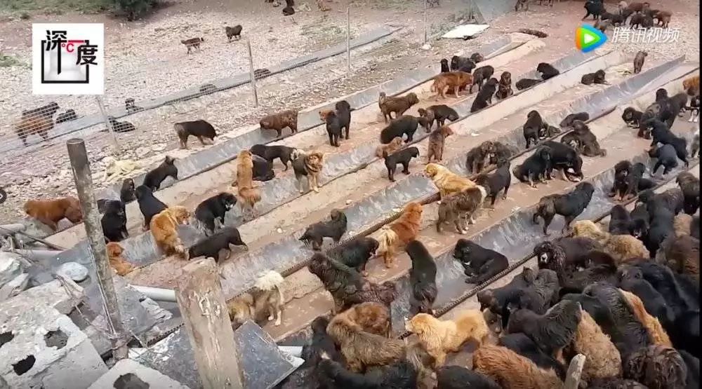 曾经4000万一只,如今白送也没人要!最大市场泡沫吹破了