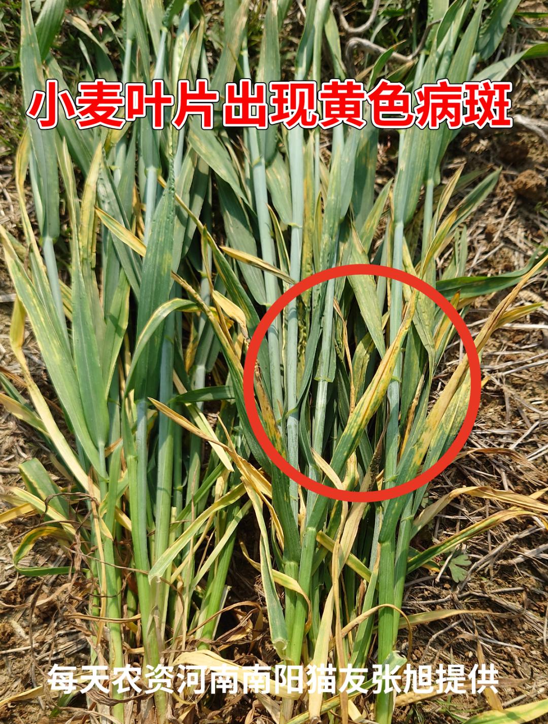 小麦发黄的原因及最佳防治药剂,小麦发黄枯死是什么原因