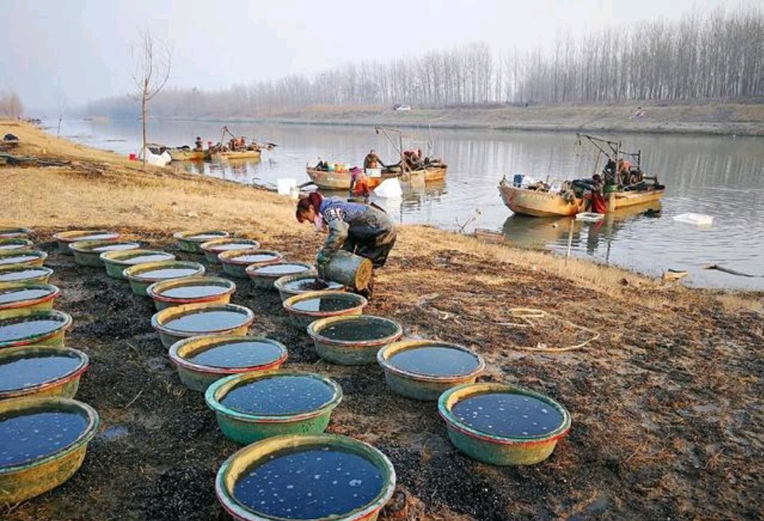 河里捞红虫赚钱吗,捞红虫一天能赚一万元