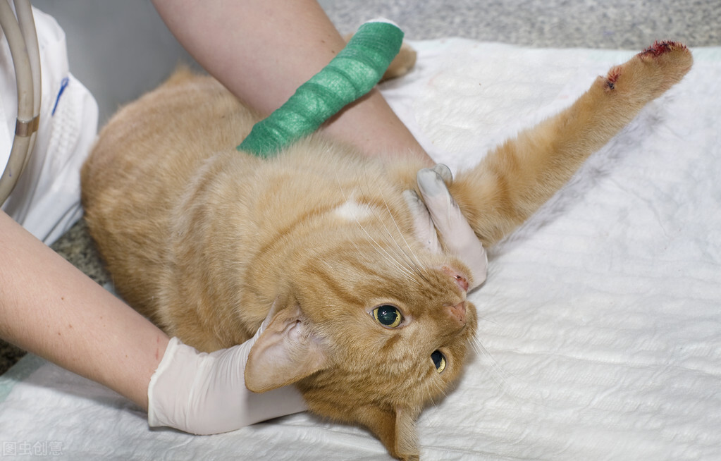 猫咪身上破了个洞什么时候可以好,猫咪身上破了出血了怎么办