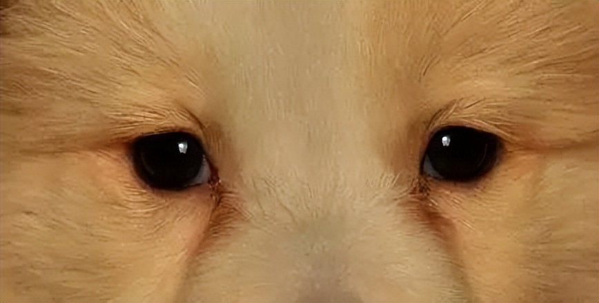 狗狗泪痕的原因,狗狗上火泪痕重什么原因