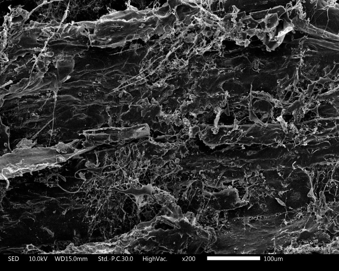 养猫卖宠物用品变现,养猫注意事项和骗局