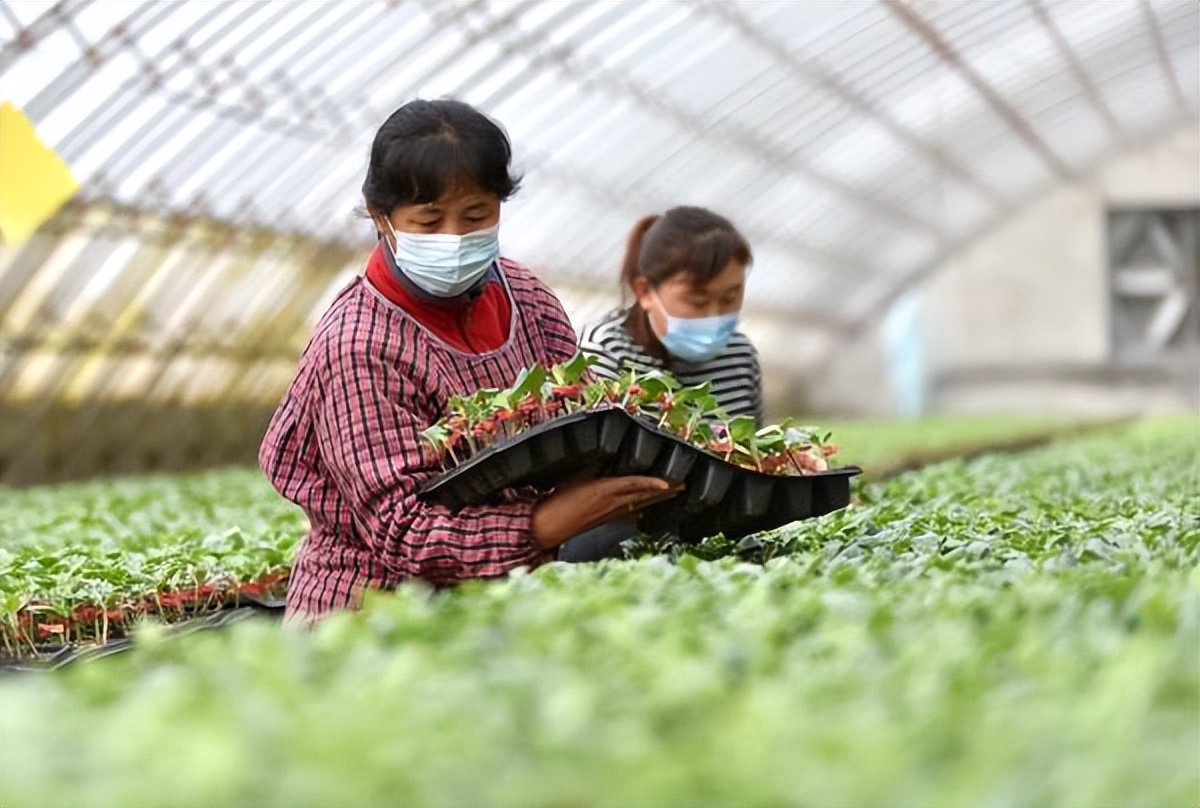 育苗工证书,育苗师证培训费用