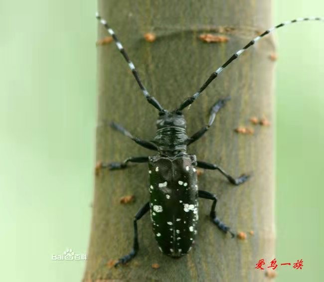 杨树云斑天牛防治技术,桉树天牛前期怎么防治