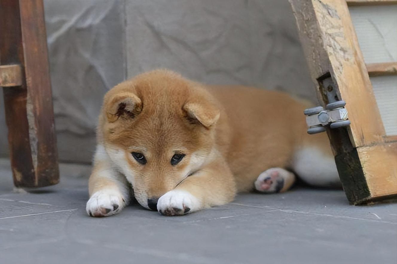 狗吃过零食不吃饭怎么办,狗不小心吃过期东西拉稀了