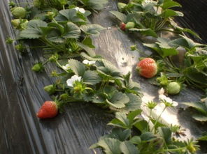 北京有什么好吃的特产,北京特产有哪些好吃能带走的