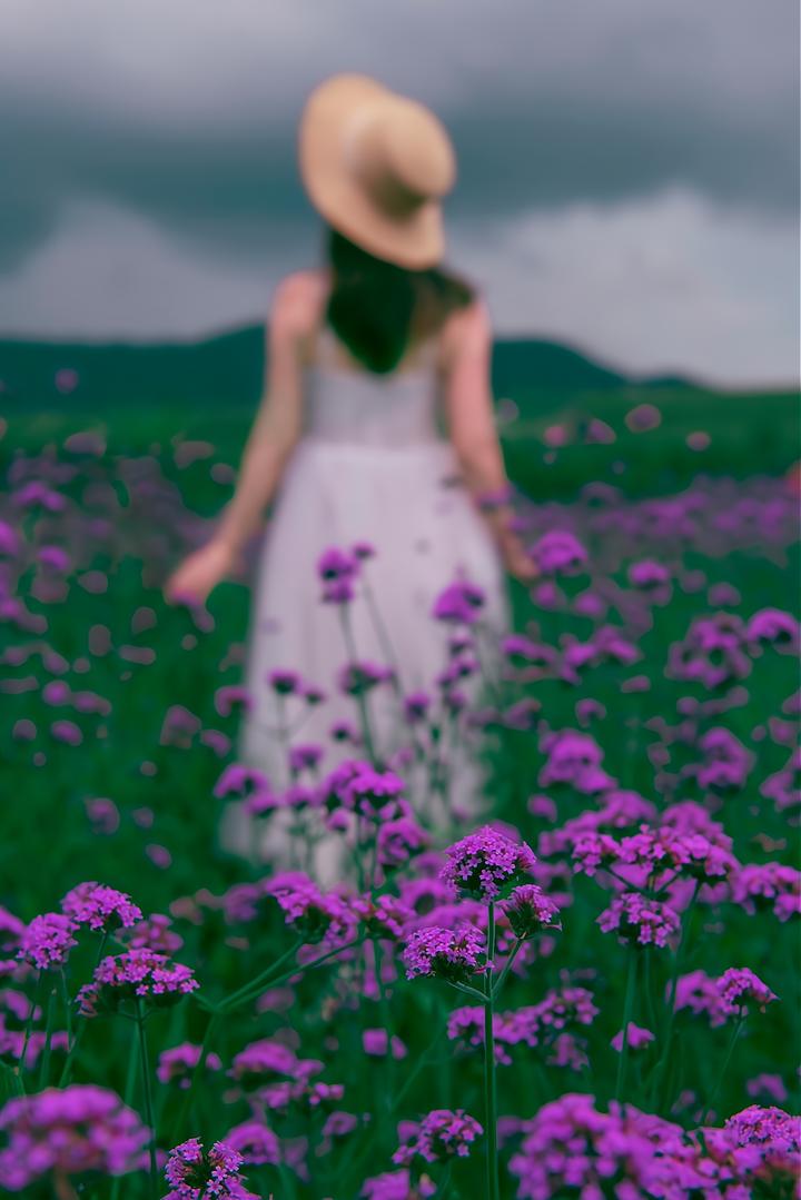 一束花拍照怎么拍出高级感图文,拍照技巧教程风景花