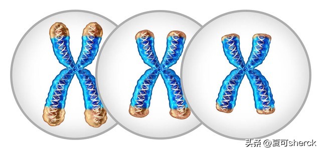 夏可叔叔扒兰蔻菁纯,夏可叔叔扒产品莱珀妮