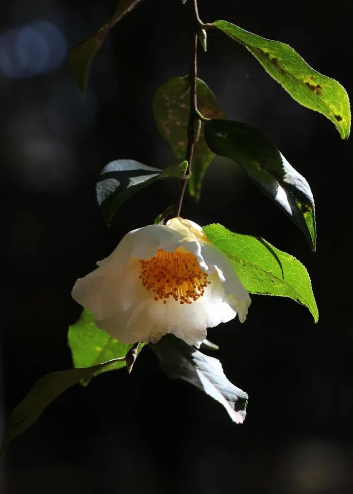 100种迷人的“数字花”,从零到一百万,真是太神奇了