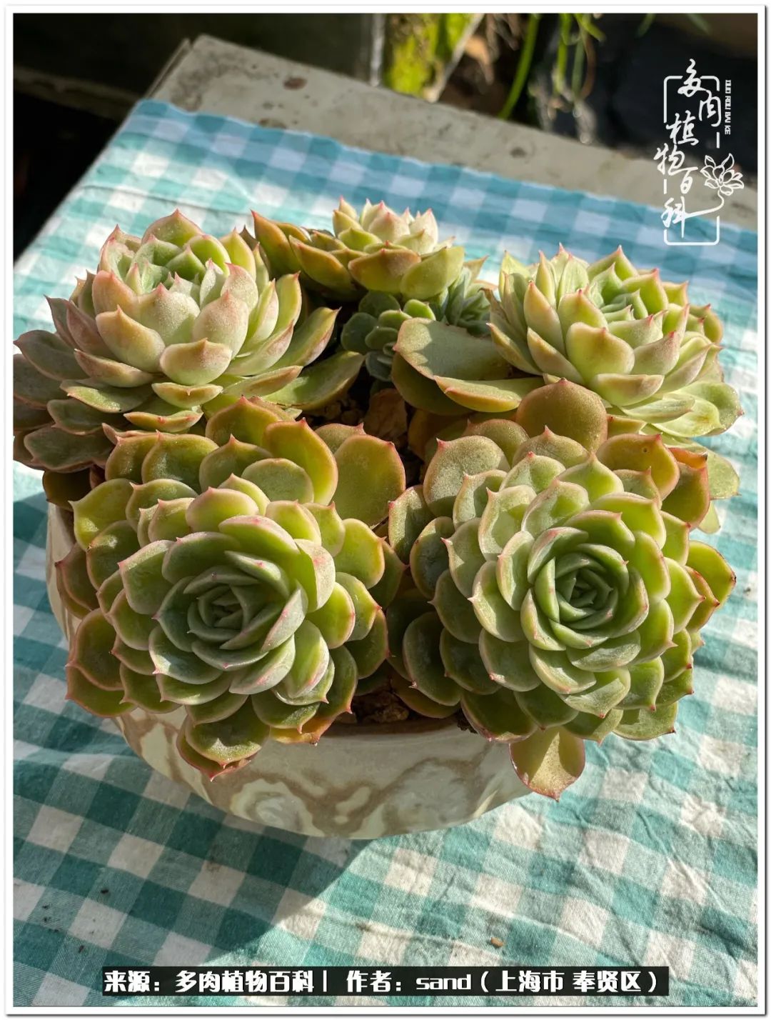 养点花草给生活添点乐趣,养点花花草草心情自然会好