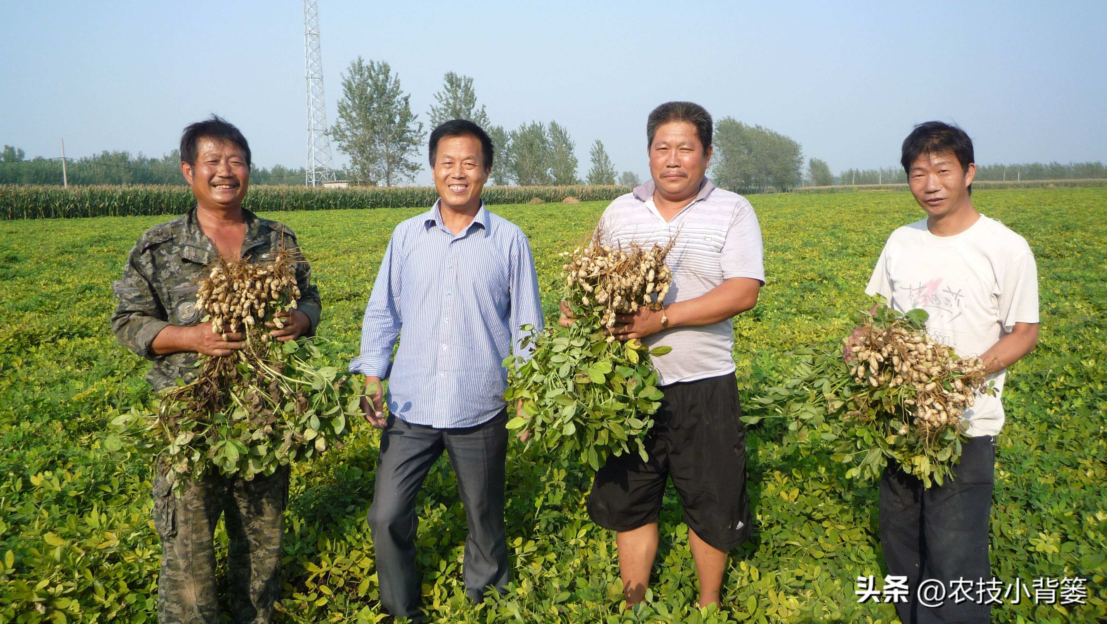 怎样解决花生空壳问题,花生空壳原因及防治方法