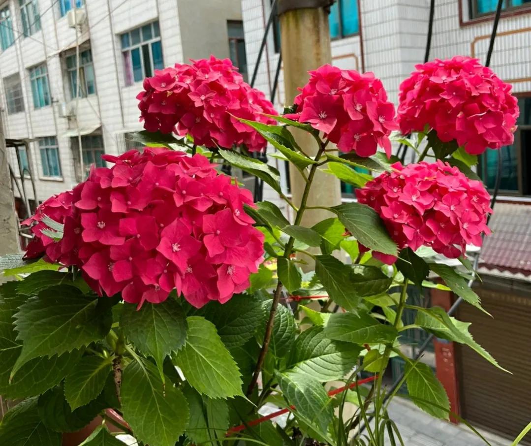 绣球花大盆还是小盆,绣球花夏季浇水