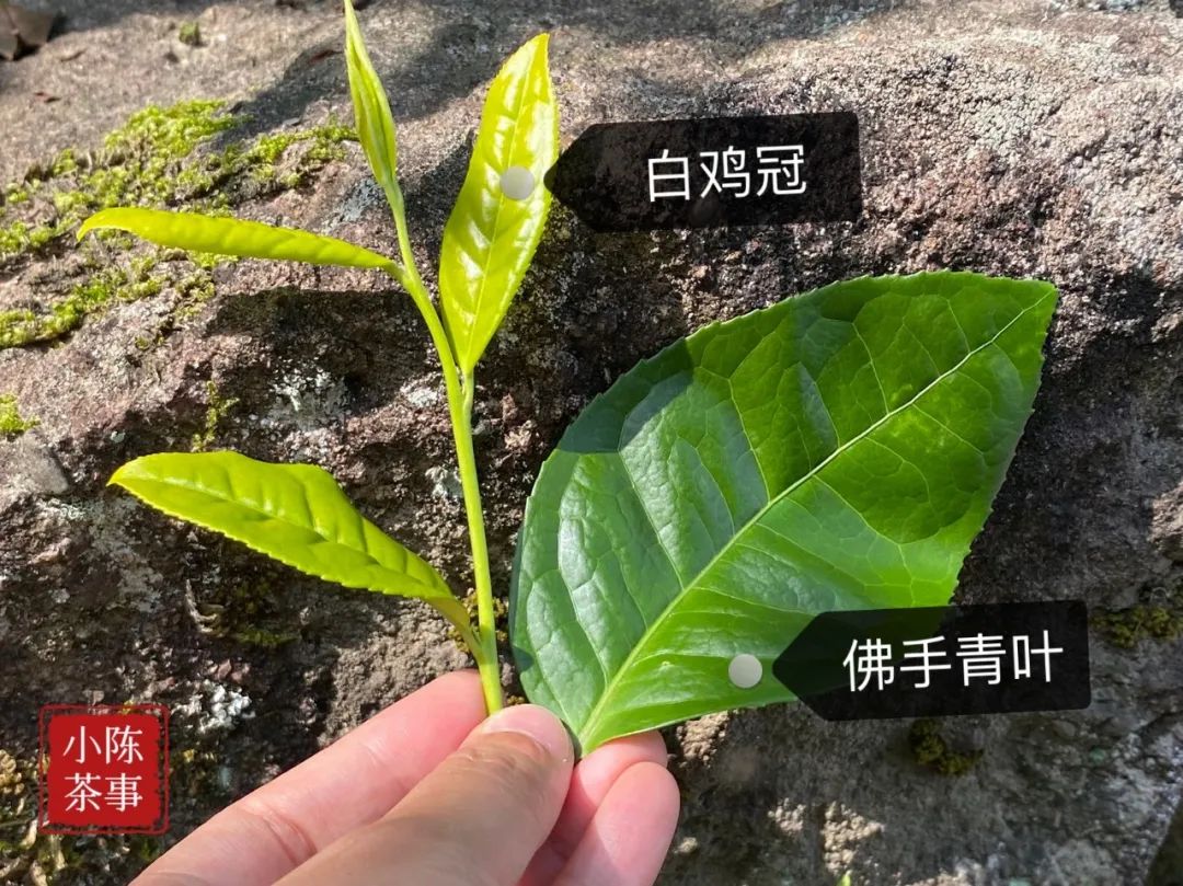 什么样的岩茶是好的岩茶,岩茶叶底很细