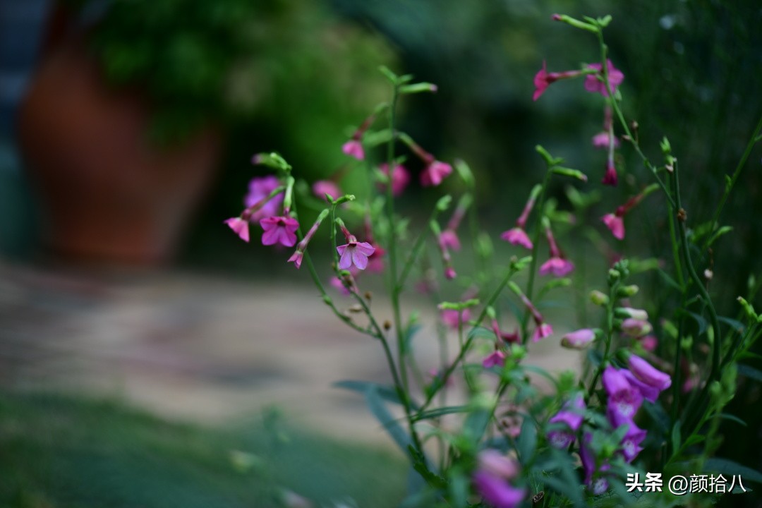 冬天开花的室外花卉盆栽,温室盆栽观花花卉植物