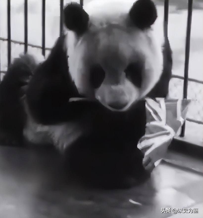 被偷的12只大熊猫,1939年被偷到英国的大熊猫