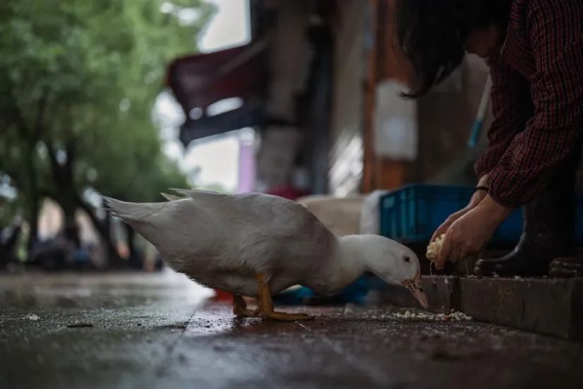 尼康z7ii适合拍摄商业摄影吗,尼康z7ii摄影入门