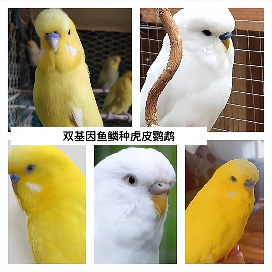 虎皮鹦鹉绿和蓝哪个基因强,虎皮鹦鹉白化红眼基因