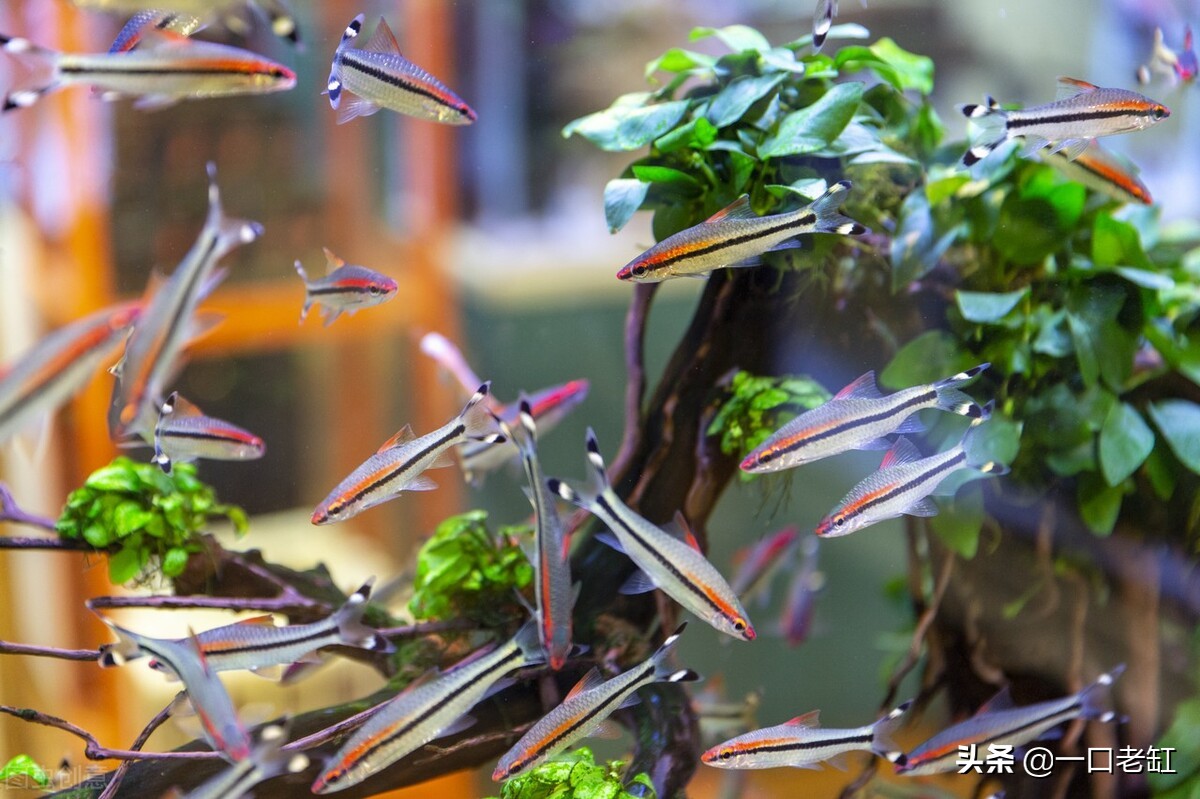 观赏鱼硝化细菌怎么选,硝化细菌正确使用方法观赏鱼