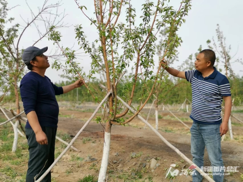 挖沟换土50万立方米乌鲁木齐这块石头地上如今果树成林