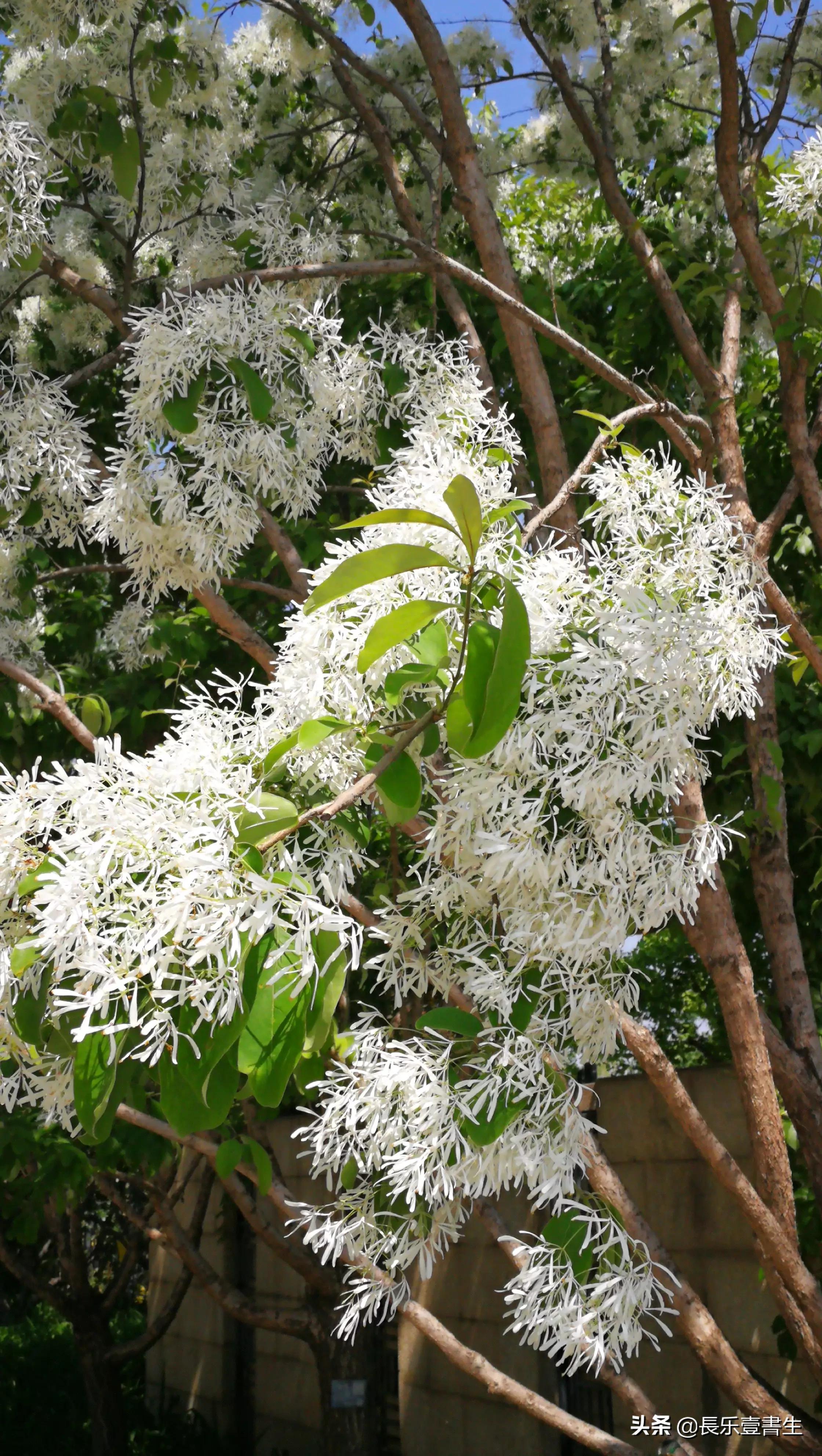 中国园林博物馆游览时间表,小众游玩强烈推荐北京园林博物馆