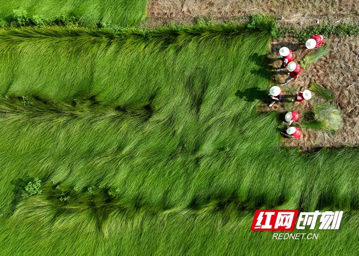 助农电商助力乡村振兴,投身农村电商助力乡村振兴