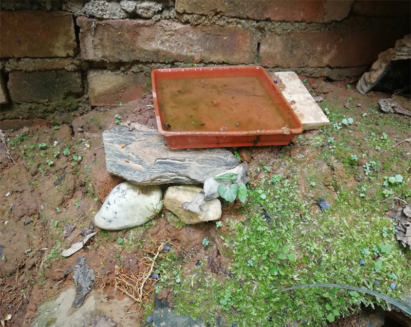 安徽黄缘闭壳龟冬眠适合什么温度,黄缘闭壳龟家庭小环境