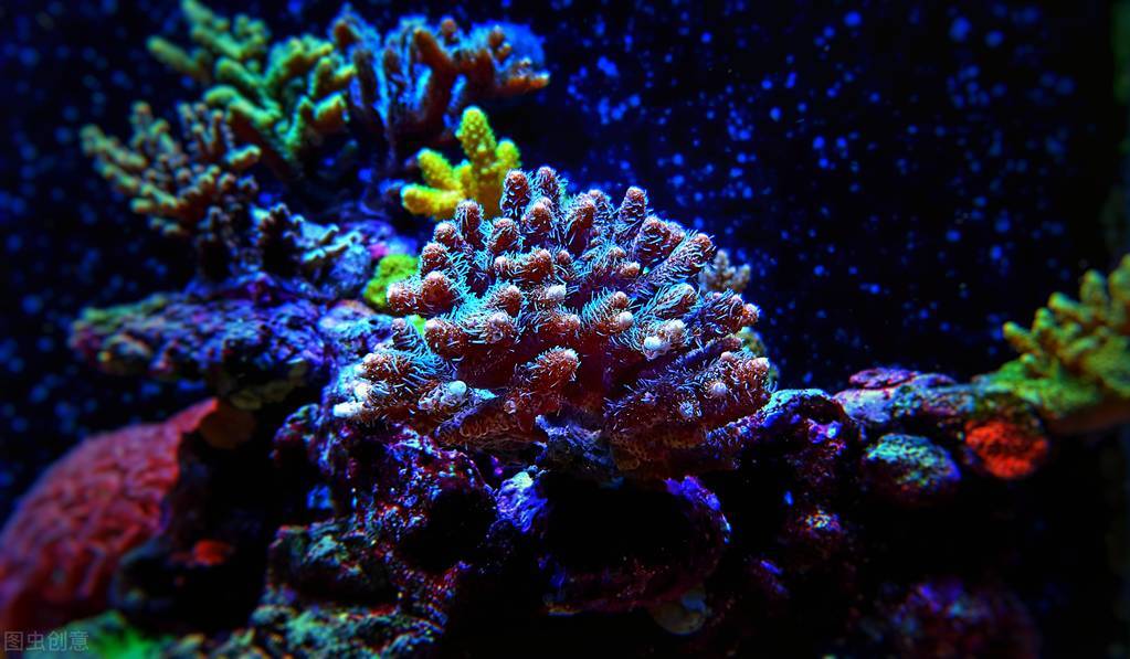 水陆缸水草缸原生缸哪个好打理,除了水草缸还能养什么缸