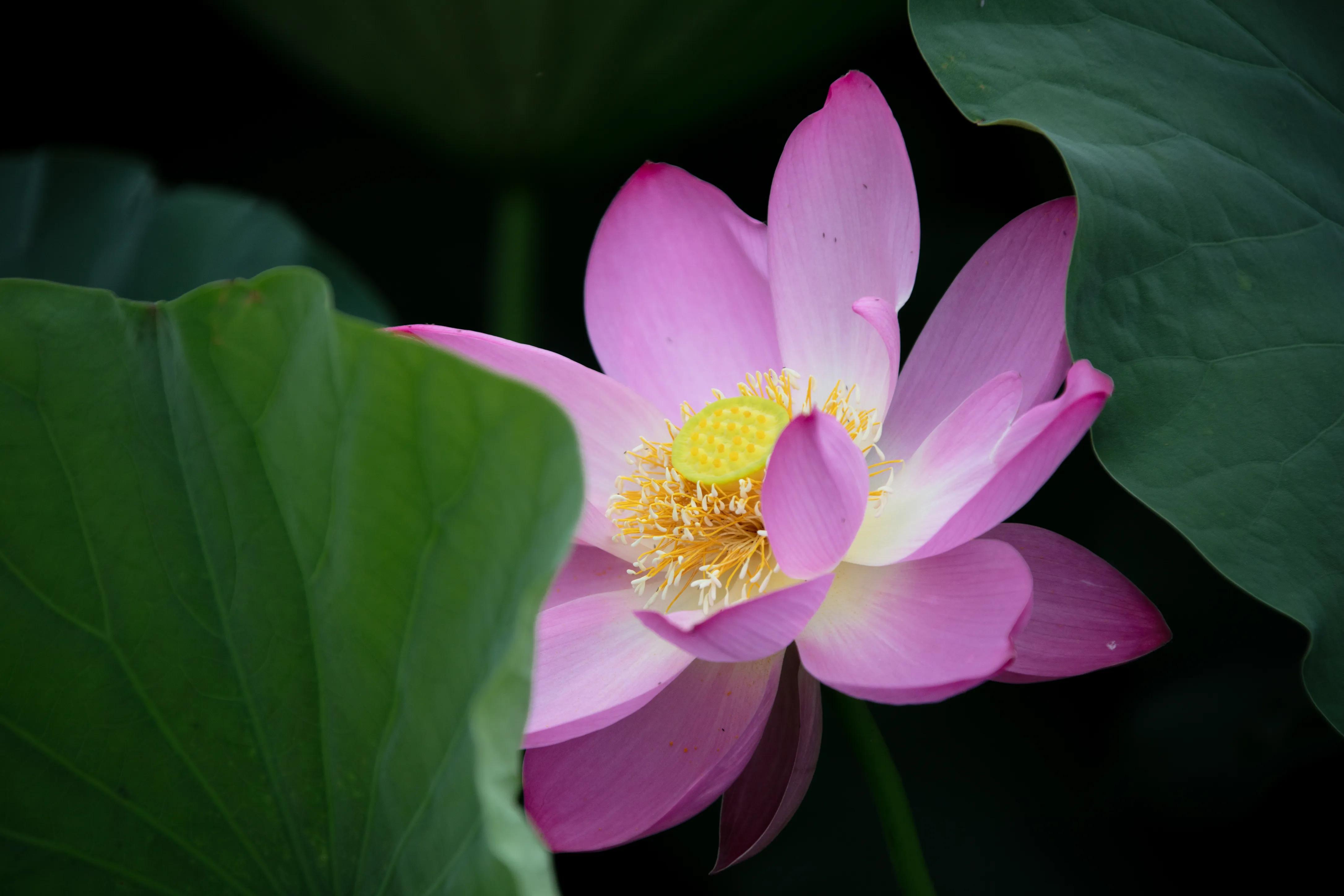 拍荷花最好的花,白洋淀荷花最佳观赏时期