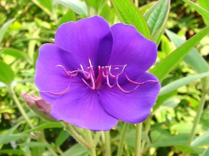 石老虎下山豹牙郎出没一片红