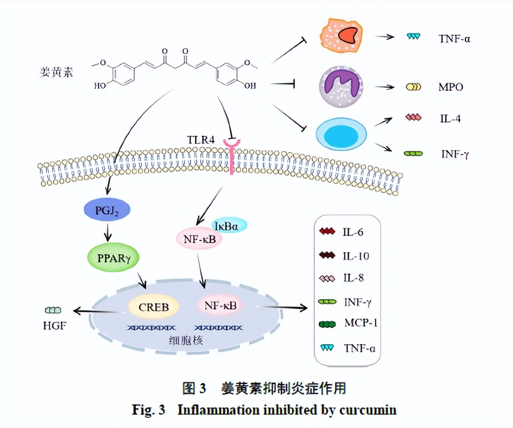 姜黄素抗肺纤维化,姜黄素抗肿瘤活性研究背景及意义