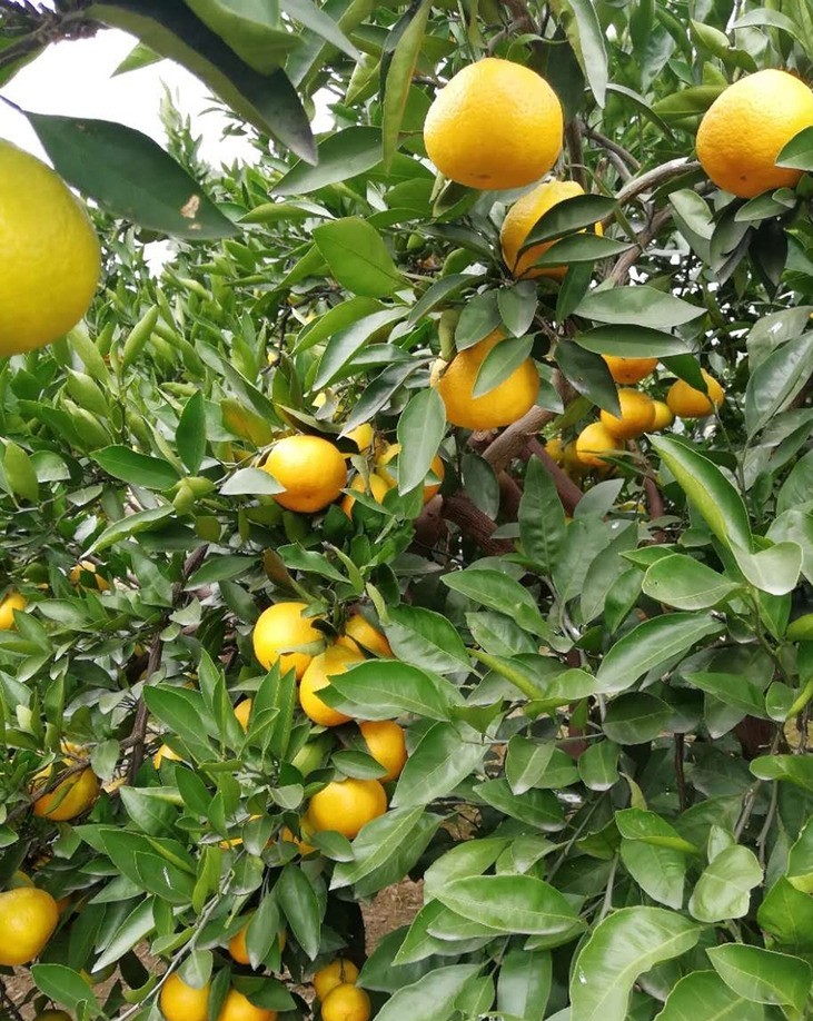 柑橘树红蜘蛛危害后如何恢复,柑橘红蜘蛛蚜虫用什么药防治