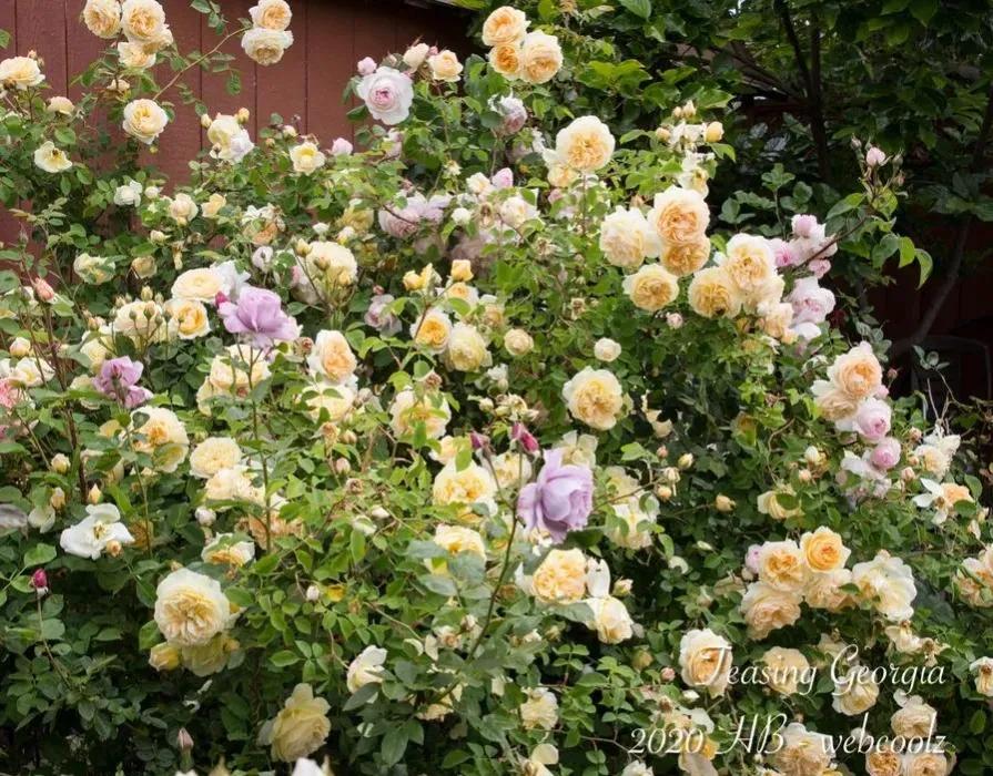 欢笑格鲁吉亚藤本,欢笑格鲁吉亚会变色吗