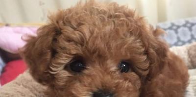 泰迪宝宝鼻子是粉色的怎么回事,大眼睛泰迪宝宝