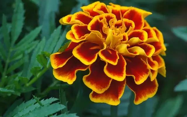 绿化带里常见的草本花,绿化带常见植物名称及图片