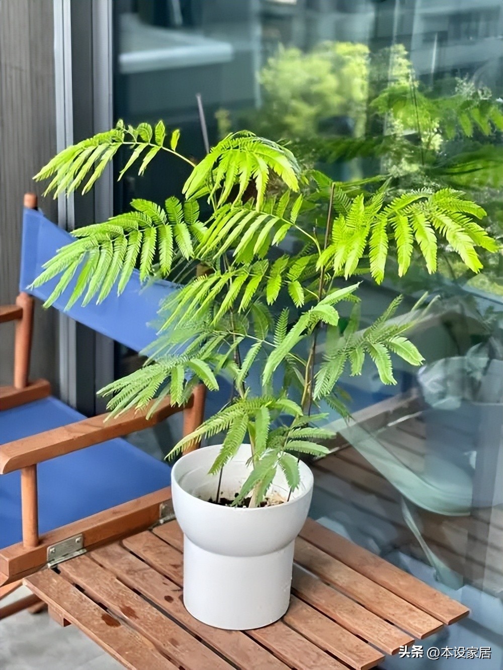 吸甲醛净化空气的绿植和花有哪些,室内净化空气用什么绿植最好