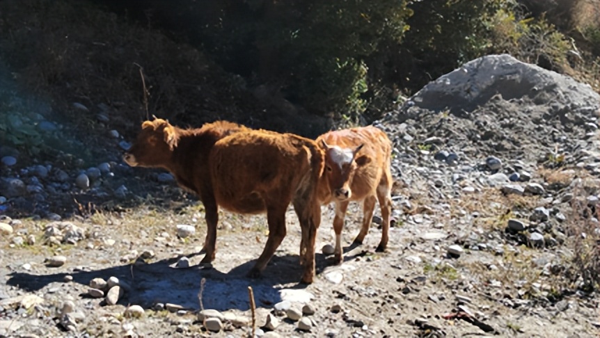 林芝到拉萨火车翻车事件,林芝到拉萨交通事故