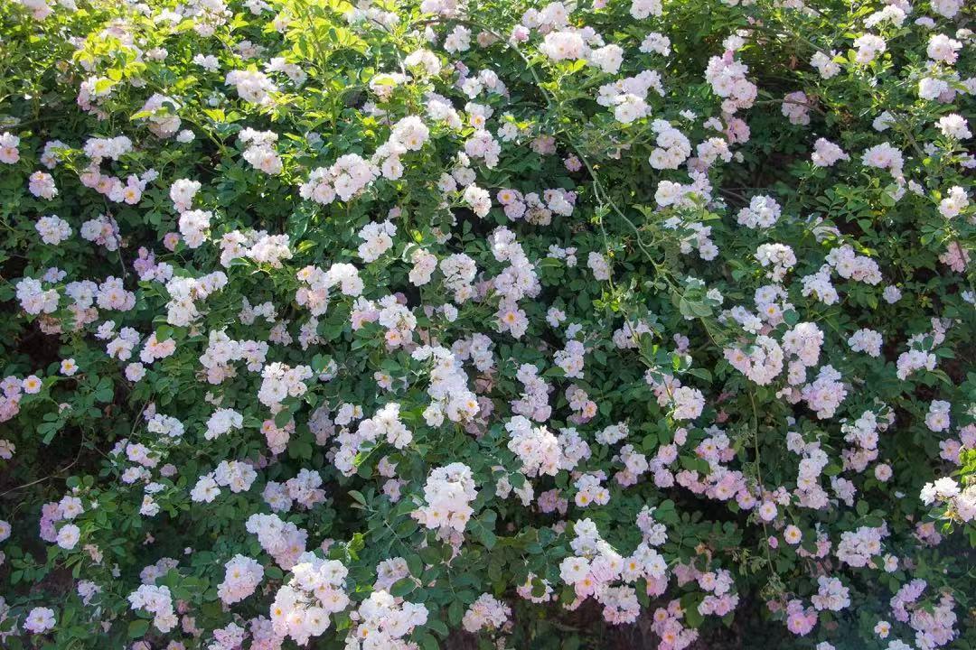 西昌五一旅游攻略学生,五一假期好去处推荐西昌