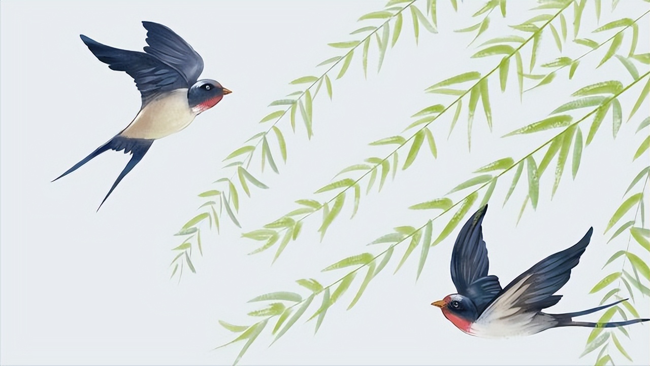 燕子筑巢被人看见,老人说燕子筑巢