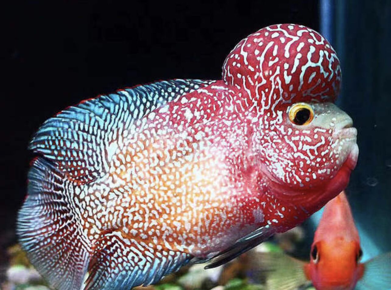 泰国罗汉鱼饲养方法,鸿运罗汉鱼饲养教程