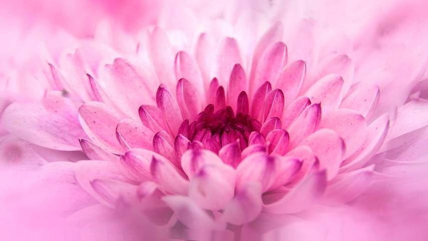 每日一花12.9：菊