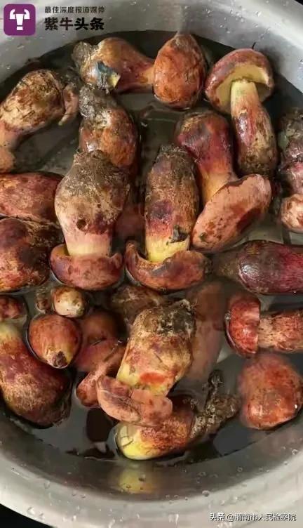 江西女子网购见手青，又炒又煮近30分钟还是中毒了！送入ICU血透…