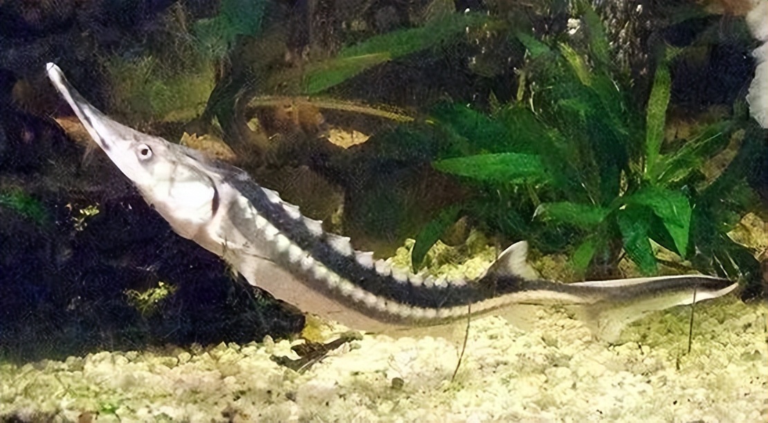 世界上最好吃的鱼子酱,世界十大美食鱼子酱