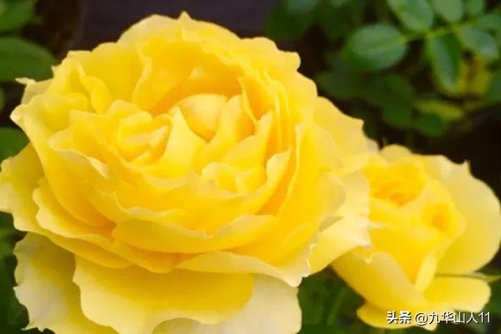 微型月季嫁接最佳品种,丰花微型月季品种有哪些