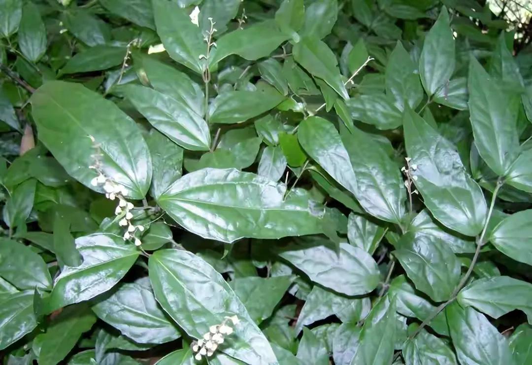 黄芩，药中肯綮，开花甚是好看